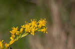 Seaside goldenrod